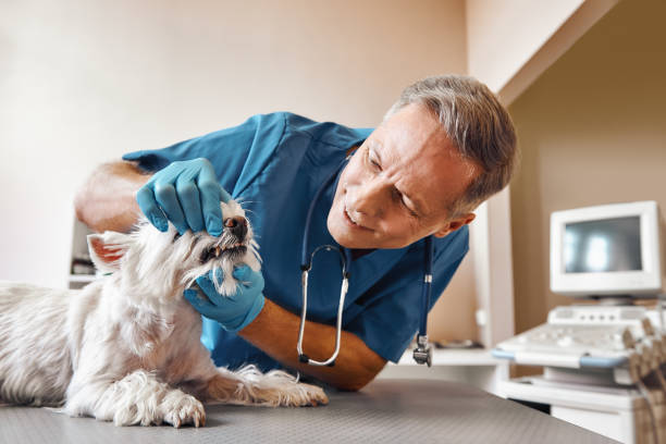 Best Emergency Dentist for Special Needs Patients in Island Walk, FL